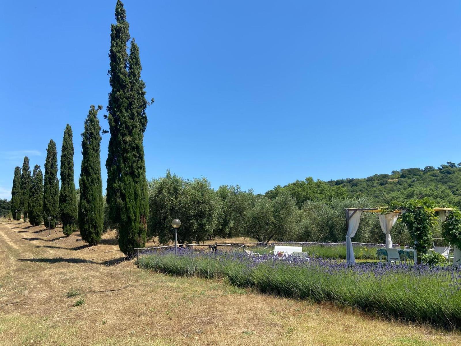Tenuta Le Mandorlaie, Agriturismo In Scansano Exterior photo
